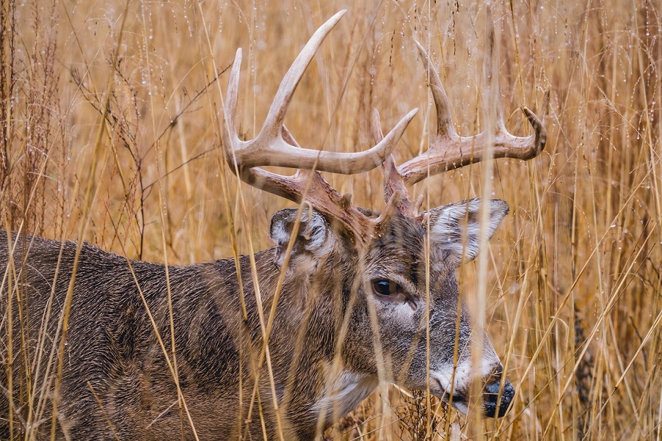 whitetail deer feed attractant