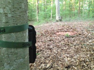 trail photos with critter lick game attractant