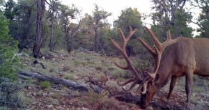 High Point Outfitters Elk review